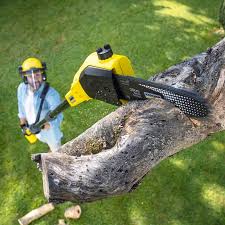 How Our Tree Care Process Works  in  Rensselaer, IN