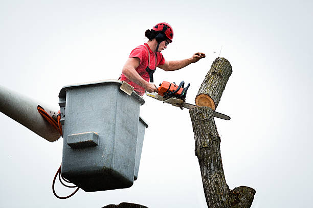 Tree and Shrub Care in Rensselaer, IN