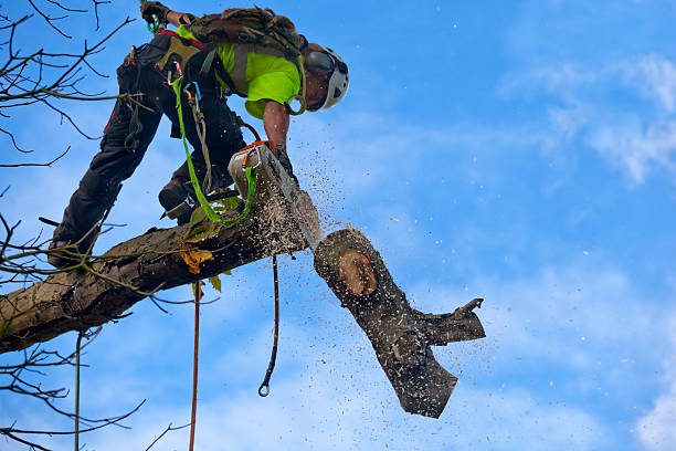 How Our Tree Care Process Works  in  Rensselaer, IN
