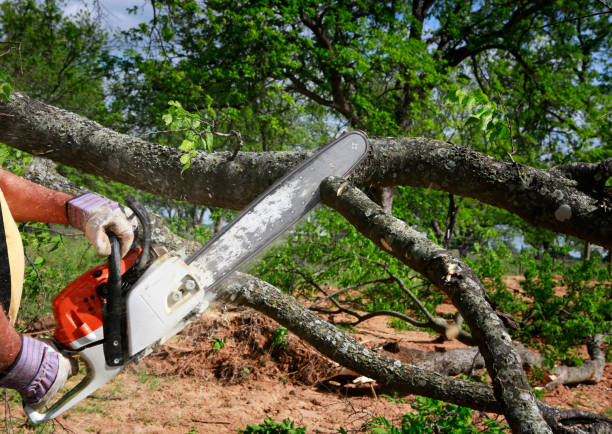 Trusted Rensselaer, IN Tree Care Experts